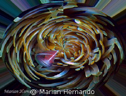 Pink anemone in whirl pool.  Inspired by strong current e... by Marian Hernando 